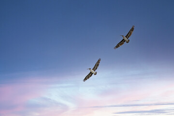 Pair of Willet Sea birds flying in the blue sky with clouds along the coast of California at sunset