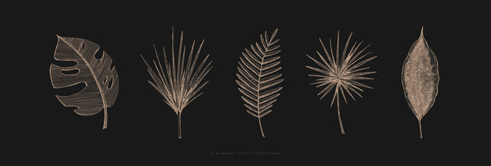Large set of hand-drawn palm leaves of different shapes. Tropical plant on a dark isolated background. Can be used for your design. Vintage botanical illustration. © KOSIM