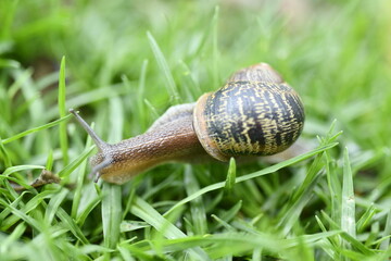 Wild snail on wet green pasture