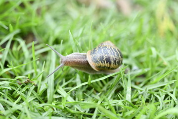 Wild snail on wet green pasture