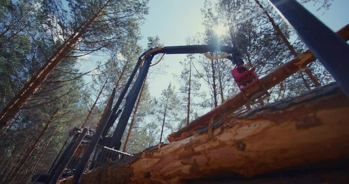 The loader grabs the trunks of the felled trees and places them in the body for further transport to the woodworking factory.