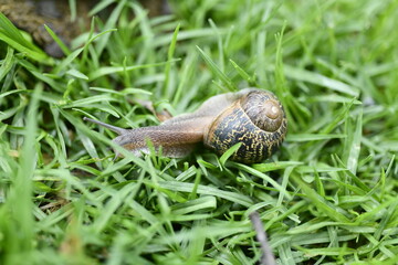 Wild snail on wet green pasture