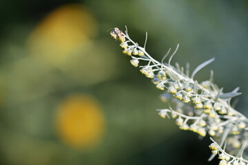 inflorescence, Artemisia absinthium L. - obrazy, fototapety, plakaty