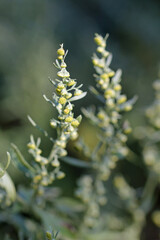 inflorescence, Artemisia absinthium L.