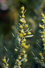 inflorescence, Artemisia absinthium L.