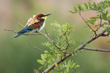 European Bee-Eater with colorful ruffled feathers perched on a tree branch, Merops apiaster.