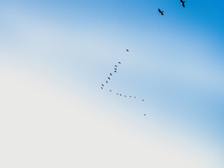 Geese Flying in V-shape format in the blue sky through the white soft clouds