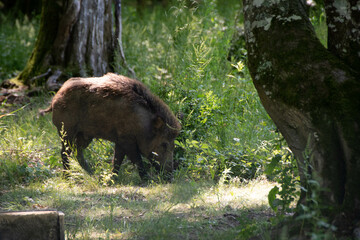 Sanglier en forêt