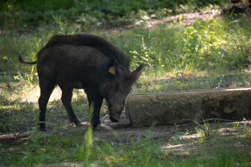 Sanglier en forêt