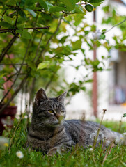 Cat on the grass looking sideways