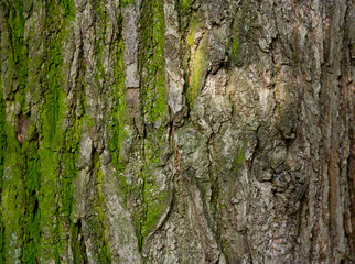 moss on the tree texture