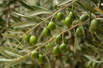 Ramas del árbol del olivo con aceitunas verdes en verano - obrazy, fototapety, plakaty