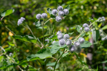 Spines of a large burdock on a green background.