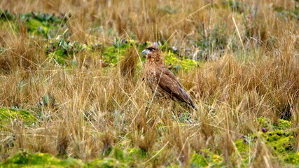Juvenile carunculated caracara (Phalcoboenus carunculatus) in a field at Antisana Ecological Reserve, Ecuador