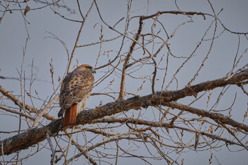 nested hawk in tree