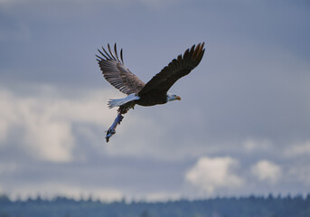 Eagle in flight with food