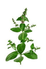 flowering plant of peppermint, isolate on a white background