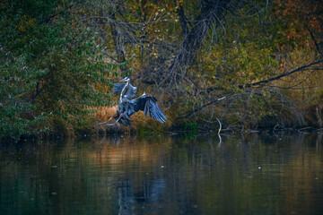 Scenic blue heron Birds in flight