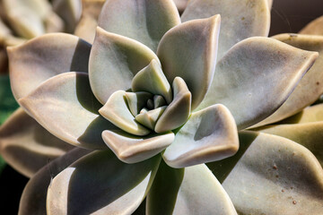 Graptopetalum paraguayense