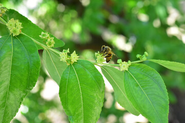 Jojoba blooming  tree flowers