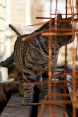 cat in a construction site