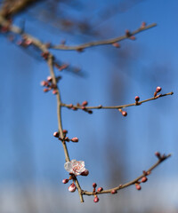 first blossom in spring