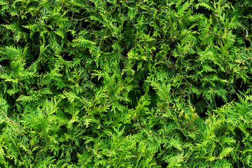 Green bushes, detailed texture photo background.
