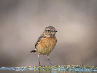pajaro