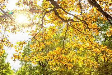 Yellow oak leaves on a background of green trees in the contour rays of the setting sun. Nature flora trees seasons landscape.