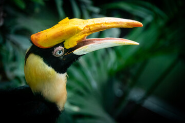Bucero Bicornis