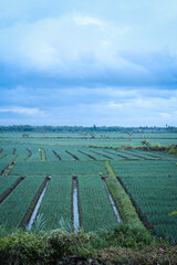 Enjoy vegetables from farming and cook warmly with your family