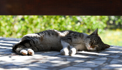 Naklejka na ściany i meble cat sleeping outside in the sun