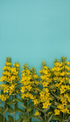 Obraz premium A bouquet of bright yellow Lysimachia flowers on a blue background. The concept of summer, spring, Mother's Day, March 8, Easter, wedding, birthday. Flat lay, greeting card, top view. Copy sp