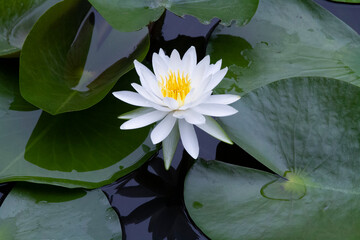 スイレン　睡蓮