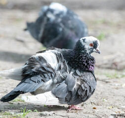 pigeon