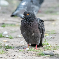 pigeon