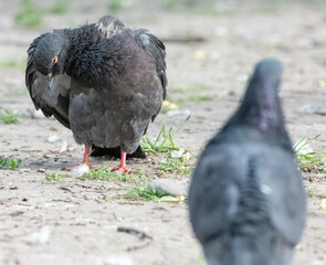 pigeon