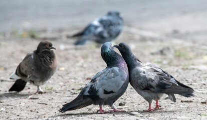 pigeon