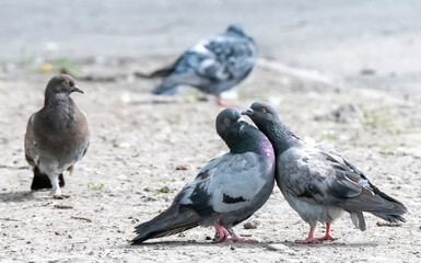 pigeon