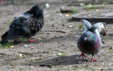 pigeon