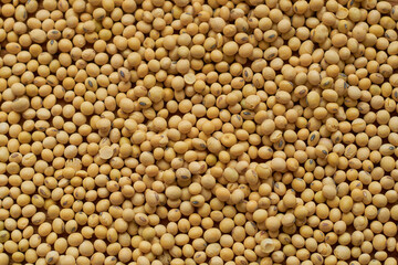 Soybean seed texture. Soybean seed background. Vegan food concept.