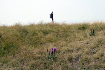 birdhouse in a field with flowers