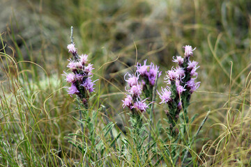 purple wild flowers