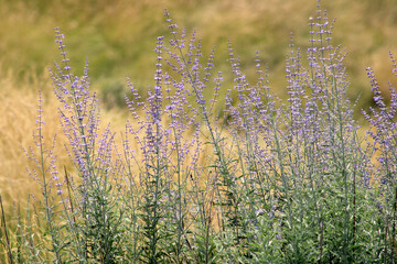 field of lavender