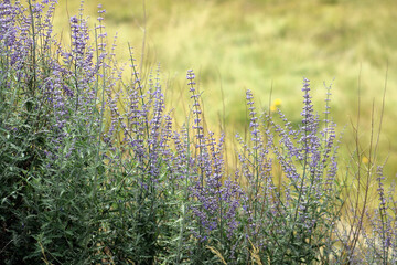 lavender in the field