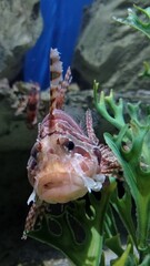 lion fish, stone fish, dragon fish, scorpion fish