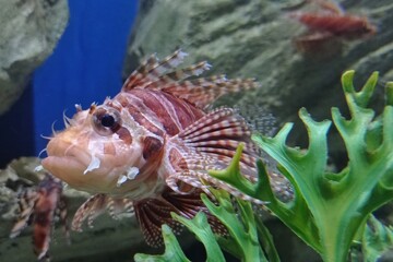 lion fish, stone fish, dragon fish, scorpion fish