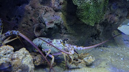 Lobster in the Rio de Janeiro aquarium