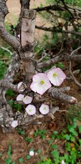 Flowers on a dry branch