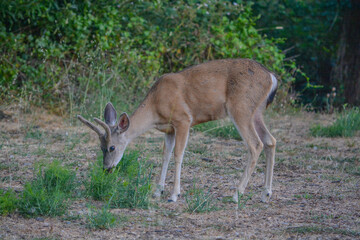 Black tailed deer wandering around Cambria, California